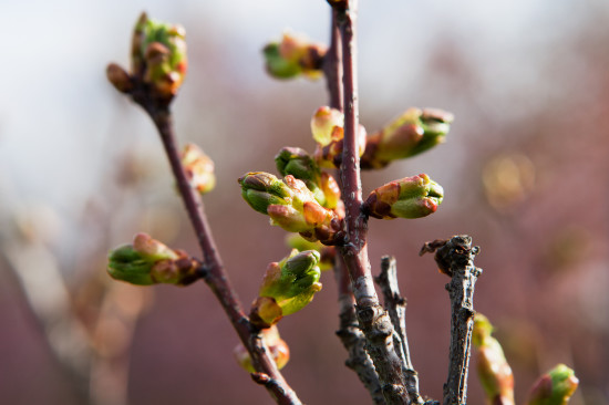 Kirsikkapuiston kirsikkapuut 15.5.2014. Prunus serrulata ’Amanogawa’ -japaninkirsikkalajikkeen nuput paljastumassa.