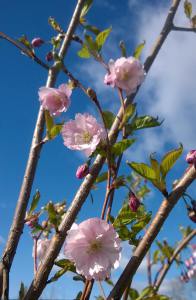 Prunus serrulata P.'accolade' kukkii kirsikkapuiston puista ensimmäisenä.
