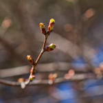 Japanilaistyylisen puutarhan kirsikkapuut 22.4.2014.