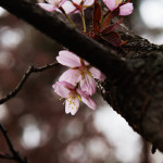 Japanilaistyylisen puutarhan kirsikkapuut 29.4.2014. Paljon nuppuja ja yhdessä oksassa jo kukkia.
