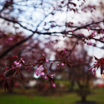 Japanilaistyylisen puutarhan kirsikkapuut 2.5.2014. Kukkia aukeaa yksitellen lisää.