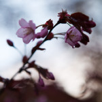 Japanilaistyylisen puutarhan kirsikkapuut 2.5.2014. Kukkia aukeaa yksitellen lisää.