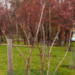 Kirsikkapuistossa on rusokirsikoiden (Prunus sargentii) lisäksi myös muutamia Sato Zakura -ryhmän japaninkirsikoita. Prunus serrulata ’Amanogawa’ -lajikkeen silmut vielä kiinni 5.5.2014.