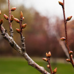 Kirsikkapuistossa on rusokirsikoiden (Prunus sargentii) lisäksi myös muutamia Sato Zakura -ryhmän japaninkirsikoita. Prunus serrulata ’Amanogawa’ -lajikkeen silmut vielä kiinni 5.5.2014.