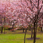Japanilaistyylisen puutarhan kirsikkapuut 9.5.2014. Osa puista jo täydessä kukassa.