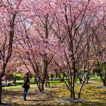 Japanilaistyylisen puutarhan kirsikkapuut äitienpäivänä 11.5.2014. Puut täydessä kukassa ja ihmiset liikkeellä.