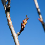 Kirsikkapuiston kirsikkapuut äitienpäivänä 11.5.2014. Prunus serrulata ’Kanzan’ -japaninkirsikkalajikkeen silmut aukeamassa.