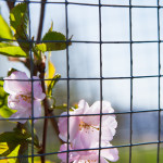 Kirsikkapuiston kirsikkapuut äitienpäivänä 11.5.2014. Myös pikkuruinen Prunus serrulata ’Accolade’ -japaninkirsikkalajike kukassa.