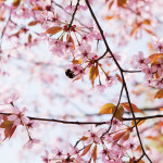 Japanilaistyylisen puutarhan kirsikkapuut 14.5.2014. Kimalaiset lentävät kukasta kukkaan.