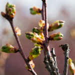 Kirsikkapuiston kirsikkapuut 15.5.2014. Prunus serrulata ’Amanogawa’ -japaninkirsikkalajikkeen nuput paljastumassa.