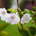 Kirsikkapuiston kirsikkapuut 15.5.2014. Prunus serrulata ’Accolade’ -japaninkirsikkalajike yhä kukassa.