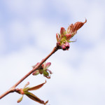 Kirsikkapuiston kirsikkapuut 15.5.2014. Prunus serrulata ’Kanzan’ -japaninkirsikkalajikkeessa ensimmäiset nuput.