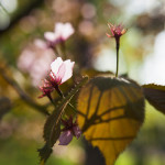 Japanilaistyylisen puutarhan kirsikkapuut hanami-juhlissa 18.5.2014.