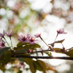 Japanilaistyylisen puutarhan kirsikkapuut hanami-juhlissa 18.5.2014.