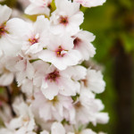 Kirsikkapuisto 27.5.2014. Prunus serrulata ’Amanogawa’ -japaninkirsikkalajike kukkii.