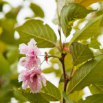 Kirsikkapuisto 27.5.2014. Prunus serrulata ’Kanzan’ -japaninkirsikkalajike kukkii.